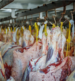meat hung in chiller